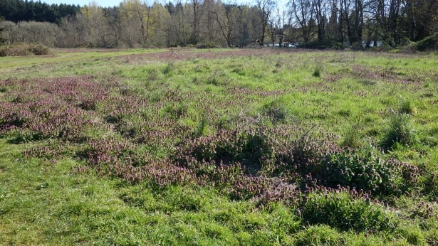 pelouse-non-entretenue
