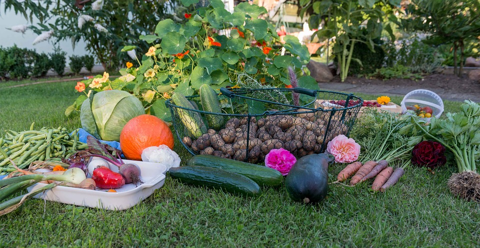 Un potager dans ma cuisine