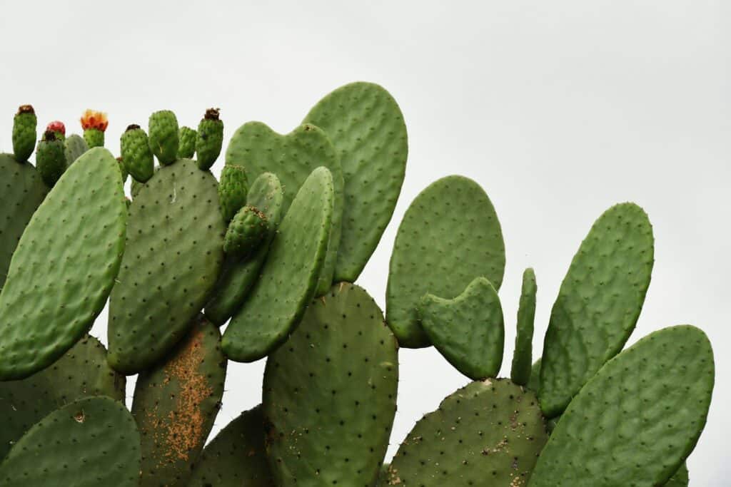 comment bouturer un cactus