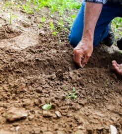 Comment organiser son potager ?